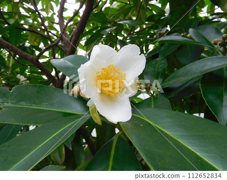 台灣山茶花 112652834