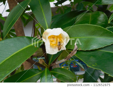台灣山茶花與日本蜜蜂 台灣山茶花與日本蜜蜂 112652875