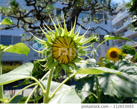 sunflower the summer sunflower the summer 112653083