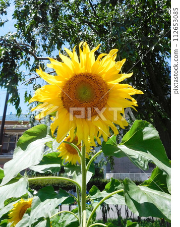 向日葵的夏天 112653085
