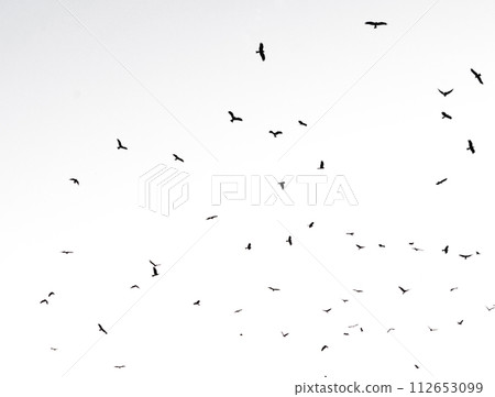 birds flying isolated on sky. Wildlife Animal birds flying isolated on sky. Wildlife Animal 112653099
