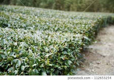 Tea plantation 112653254