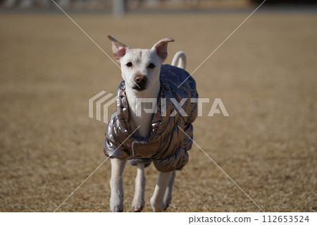 short-haired white dog wearing shiny silver jacket on a walk in the park in winter 112653524