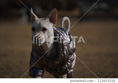 short-haired white dog wearing shiny silver jacket on a walk in the park in winter 112653528