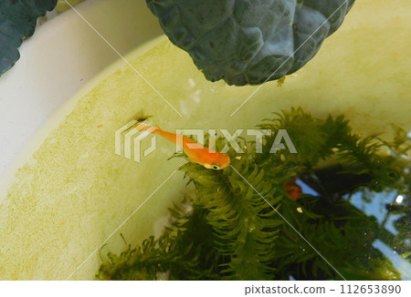 青鱂紅 青鱂紅 112653890