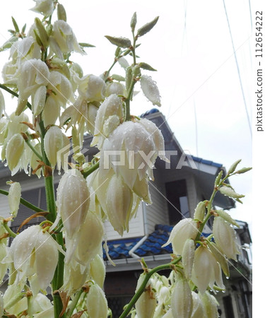 Yucca Kimigayoran flower Yucca Kimigayoran flower 112654222