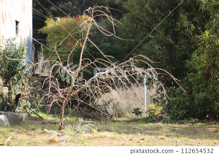 Cherry blossoms Cherry blossoms 112654532