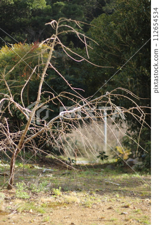 Cherry blossoms Cherry blossoms 112654534