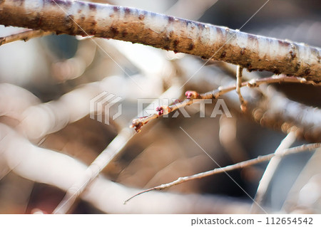 Cherry blossoms 112654542