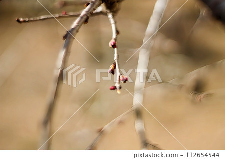 Cherry blossoms Cherry blossoms 112654544