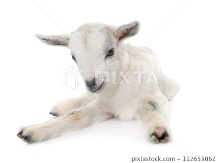 baby goat in studio baby goat in studio 112655062