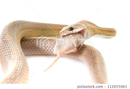 corn snake eating mouse corn snake eating mouse 112655063