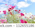 發光在秋天天空的波斯菊波斯菊 112655186