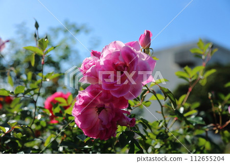 荒尾市少女公民花壇玫瑰花， 112655204