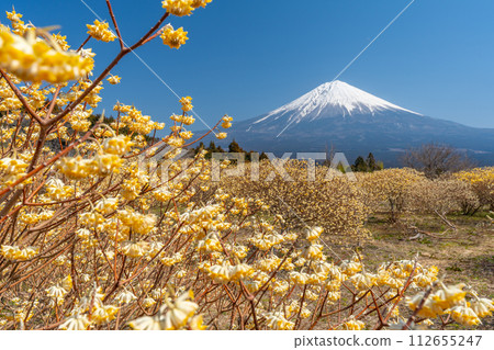 Mt. Fuji and mitsumata yellow flower field Mt. Fuji and mitsumata yellow flower field 112655247