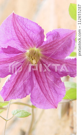 Dark purple clematis flowers (May) Clematis (iron wire) 19V9.16 112655287
