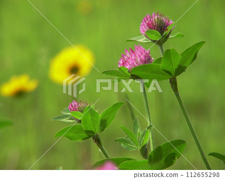 春天的花朵,風景與田野花(五月)紫色三葉草(紫色三葉草)01H4.3 春天的花朵,風景與田野花(五月)紫色三葉草(紫色三葉草)01H4.3 112655298
