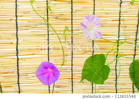 Morning glory morning glory morning glory Morning glory morning glory morning glory 112655548