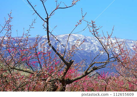 Plum blossoms in full bloom, plum grove, Mogami River, Nagai City 112655609