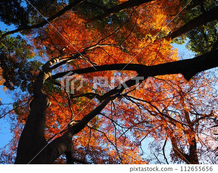 Autumn leaves at Enmeiji Temple, Osaka 112655656