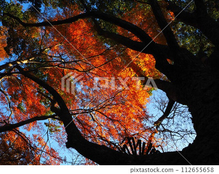 Autumn leaves at Enmeiji Temple, Osaka 112655658