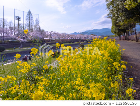 Full-blooming rape blossoms and cherry blossom trees along the Mizunashi River in Hadano City 112656156