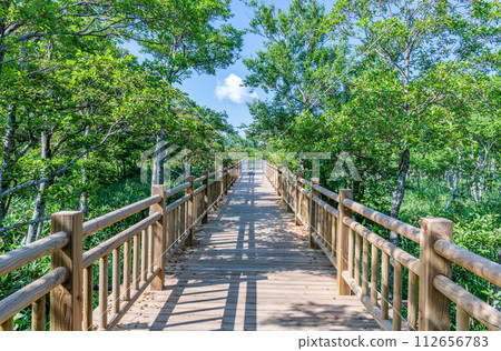 新鮮的綠樹和筆直的人行道 新鮮的綠樹和筆直的人行道 112656783