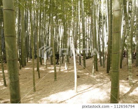 Jogoksa寺竹園 112656794