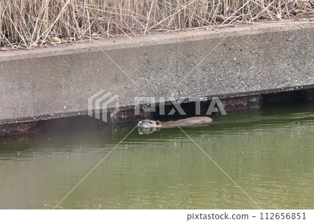 Swimming nutria Swimming nutria 112656851