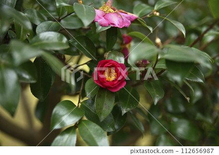 Visit Tenryuji Temple in winter 112656987