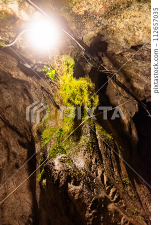白雲洞的燈飾植被 112657035