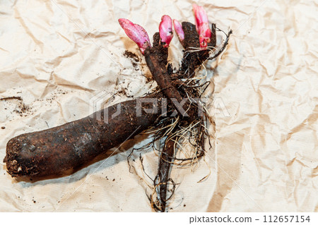 Planting peony bartzella roots into the ground 112657154