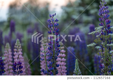 Lupine flowers in a foggy field during sunset in the Moscow region Lupine flowers in a foggy field during sunset in the Moscow region 112657168