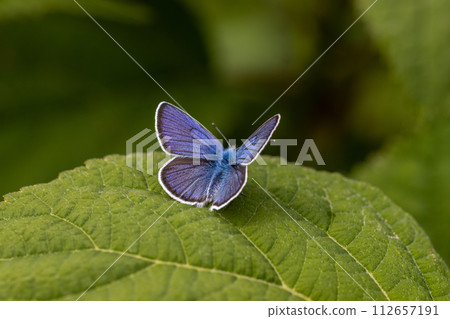 Beautiful (Lycaenidae) Blue Butterfly close up in the garden  112657191