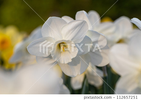 Close-up of white narcissus flowers (Narcissus poeticus) in spring garden 112657251