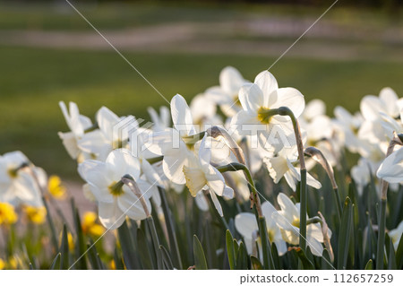 Beautiful narcissus flowers bloom in the spring garden. Beautiful narcissus flowers bloom in the spring garden. 112657259