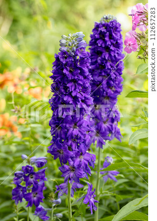 Double dark blue delphinium flower as a beautiful natural background Double dark blue delphinium flower as a beautiful natural background 112657283