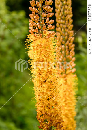 Eremurus Cleopatra Foxtail Lily in flowers garden Eremurus Cleopatra Foxtail Lily in flowers garden 112657296