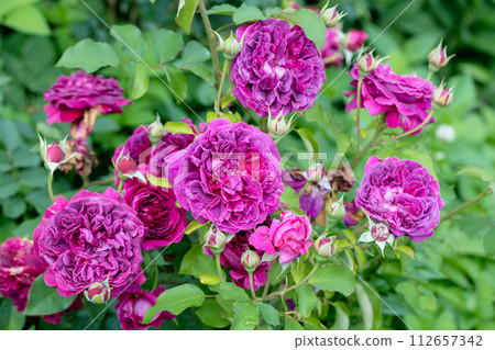 Rosa 'Munstead Wood' (Ausbernard). A deep crimson English rose bred by David Austin. Rosa 'Munstead Wood' (Ausbernard). A deep crimson English rose bred by David Austin. 112657342