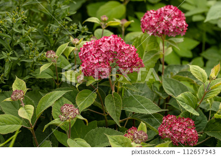 Hydrangea arborescens Magical Pinkerbell flowers in garden 112657343