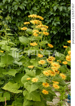 Bright yellow Inula hookeri flowers Bright yellow Inula hookeri flowers 112657367