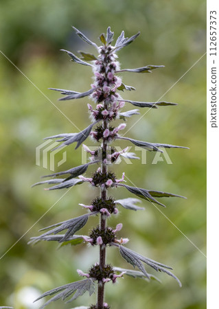 Motherwort Flowers in Bloom in Summer Motherwort Flowers in Bloom in Summer 112657373