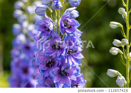 Blue delphinium flower as nice natural background Blue delphinium flower as nice natural background 112657428