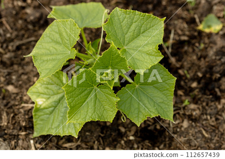Young sprout new cucumber plant at soil Young sprout new cucumber plant at soil 112657439