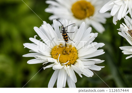 Plagionotus arcuatus, striped longhorned beetle close-up on chamomile flower Plagionotus arcuatus, striped longhorned beetle close-up on chamomile flower 112657444