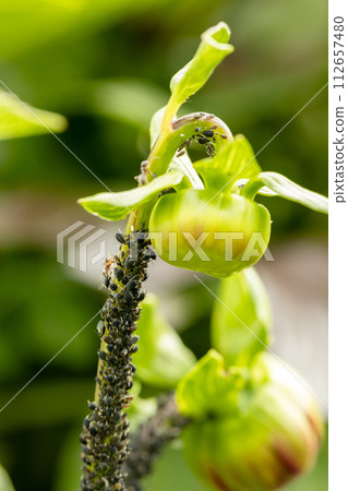 Black bean aphids aphis fabae colony on heavyly infested plant stem 112657480