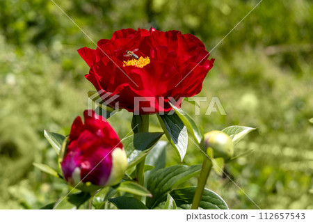 Paeonia Mackinac Grand flowers in garden. Bright red peony flowers, close-up 112657543