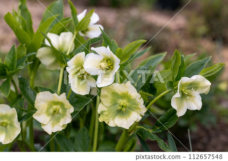 Helleborus orientalis Pretty Ellen White in garden 112657548