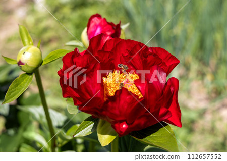 Paeonia Mackinac Grand flowers in garden. Bright red peony flowers, close-up Paeonia Mackinac Grand flowers in garden. Bright red peony flowers, close-up 112657552