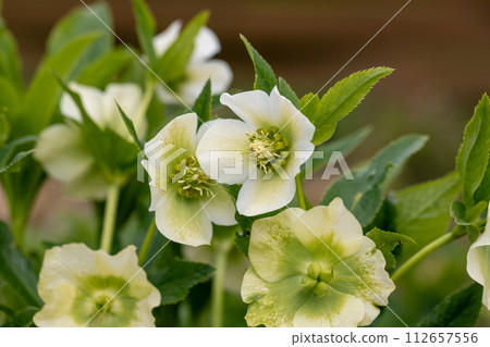 Helleborus orientalis Pretty Ellen White in garden Helleborus orientalis Pretty Ellen White in garden 112657556